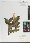 Foto von Salix lanata L.